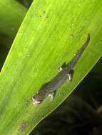 Image of Savage's salamander