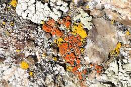 Image of sandwort orange lichen