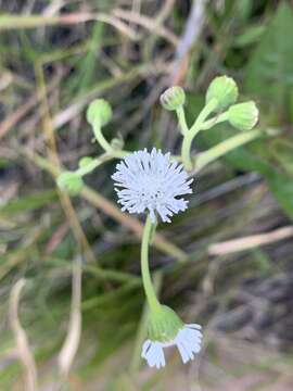 Image of Adenostemma caffrum DC.