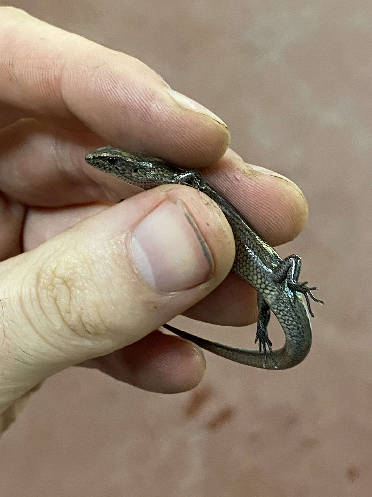 Image of Southern Forest Cool-skink