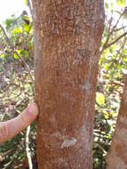 Image of Cryptocarya longifolia Kosterm.