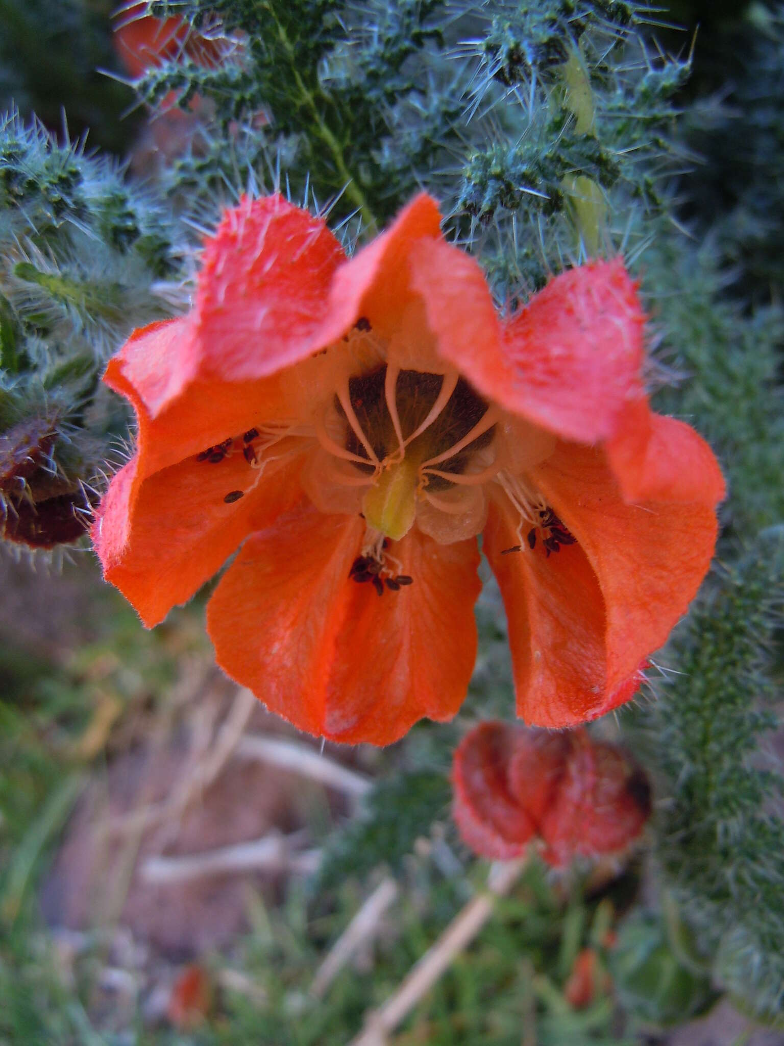 Image of Caiophora pentlandii (Paxton) G. Don ex Loudon