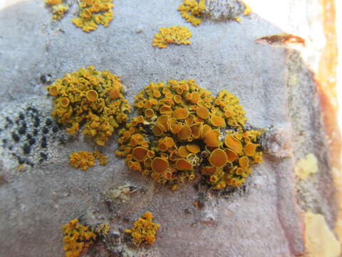 Image of Xanthomendoza montana (L. Lindblom) Søchting, Kärnefelt & S. Y. Kondr.