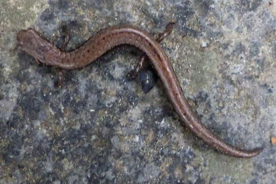 Image of Greenhorn Mountains Slender Salamander