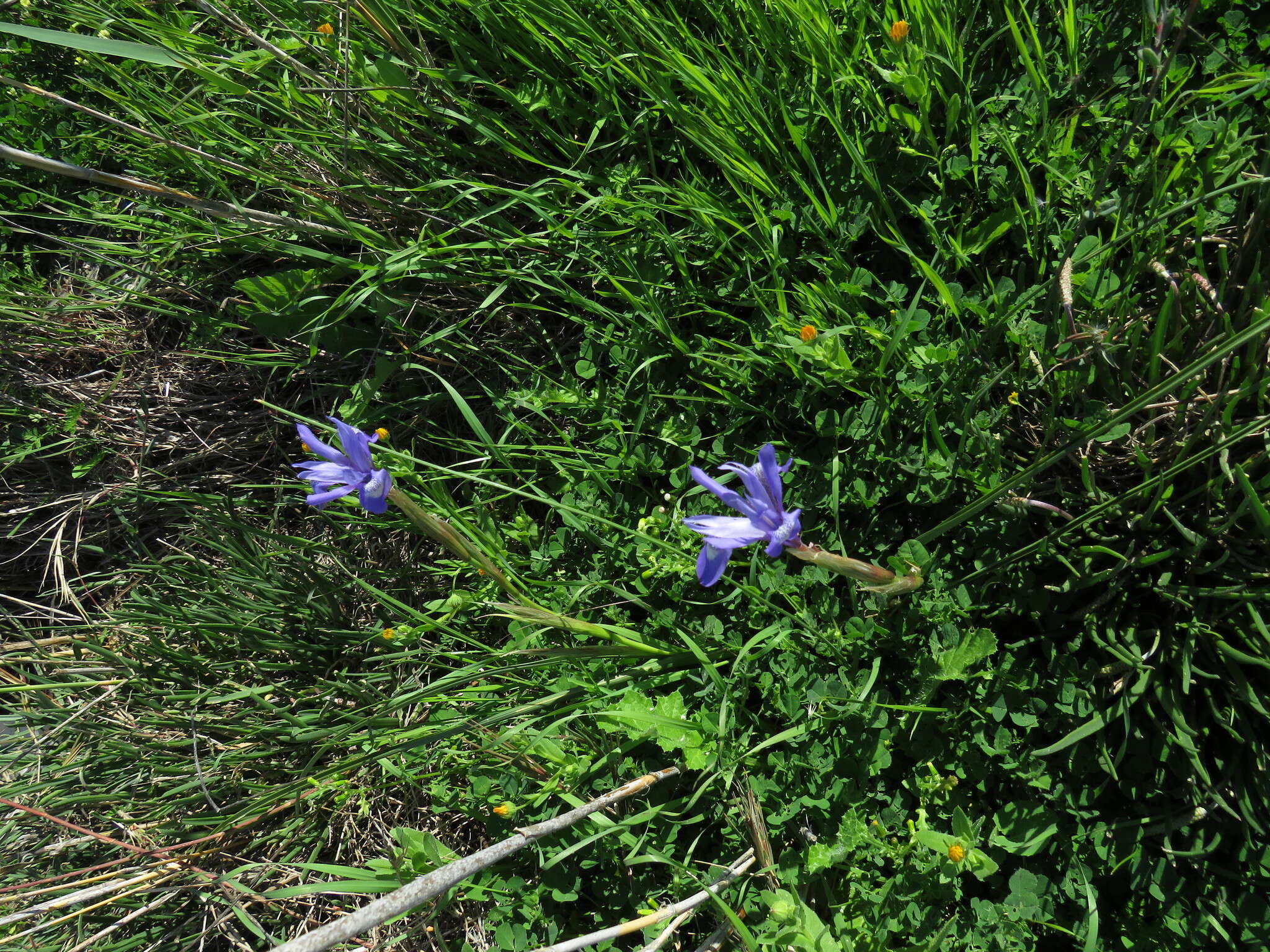 Plancia ëd Moraea sisyrinchium (L.) Ker Gawl.