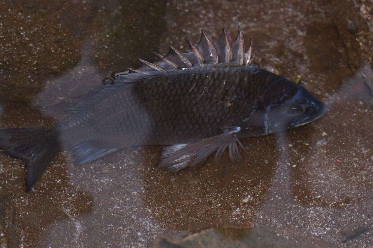 Image of Black Bream