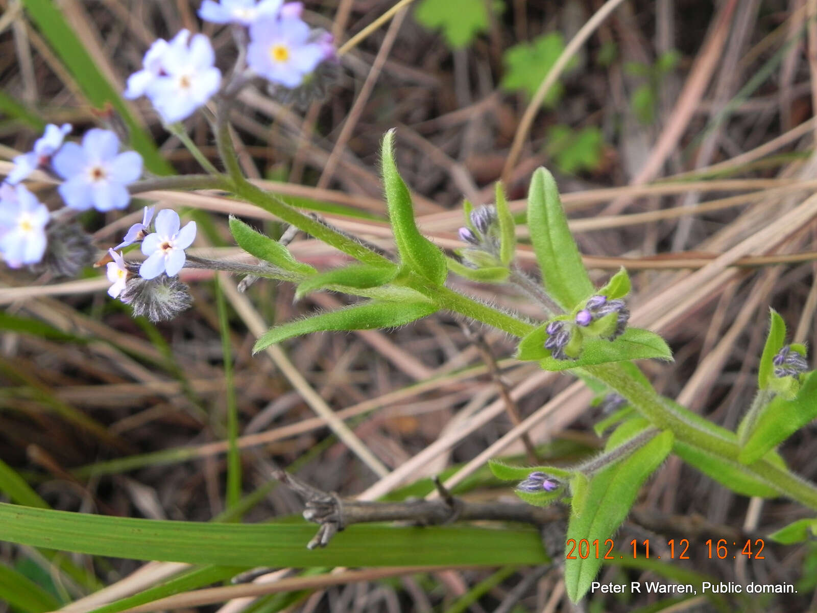 Image of Myosotis afropalustris C. H. Wright