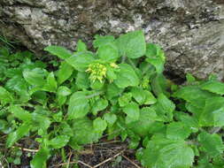 Image of Scrophularia chrysantha Jaub. & Sp.