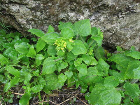 Image de Scrophularia chrysantha Jaub. & Sp.