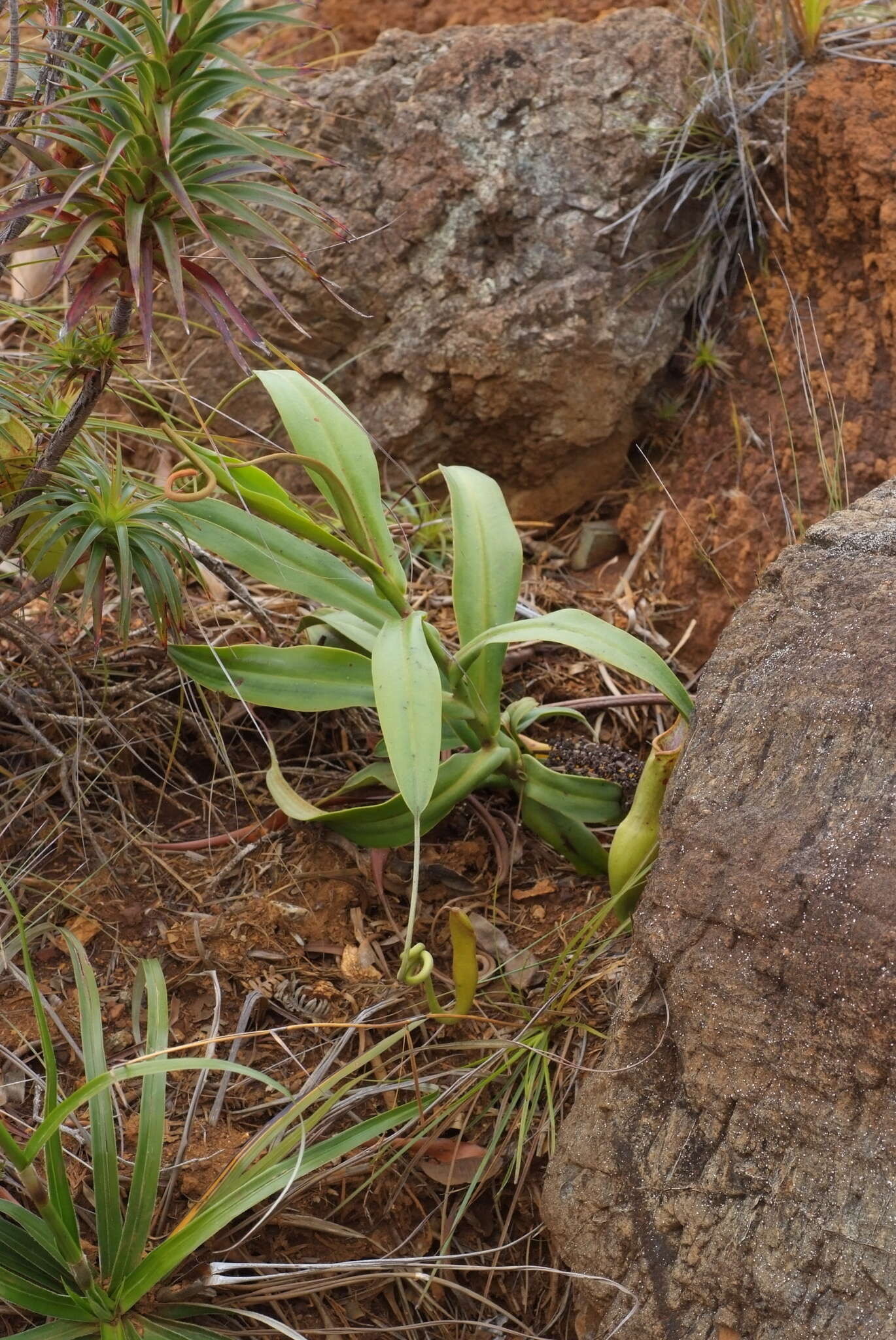 Image of Nepenthes vieillardii Hook. fil.