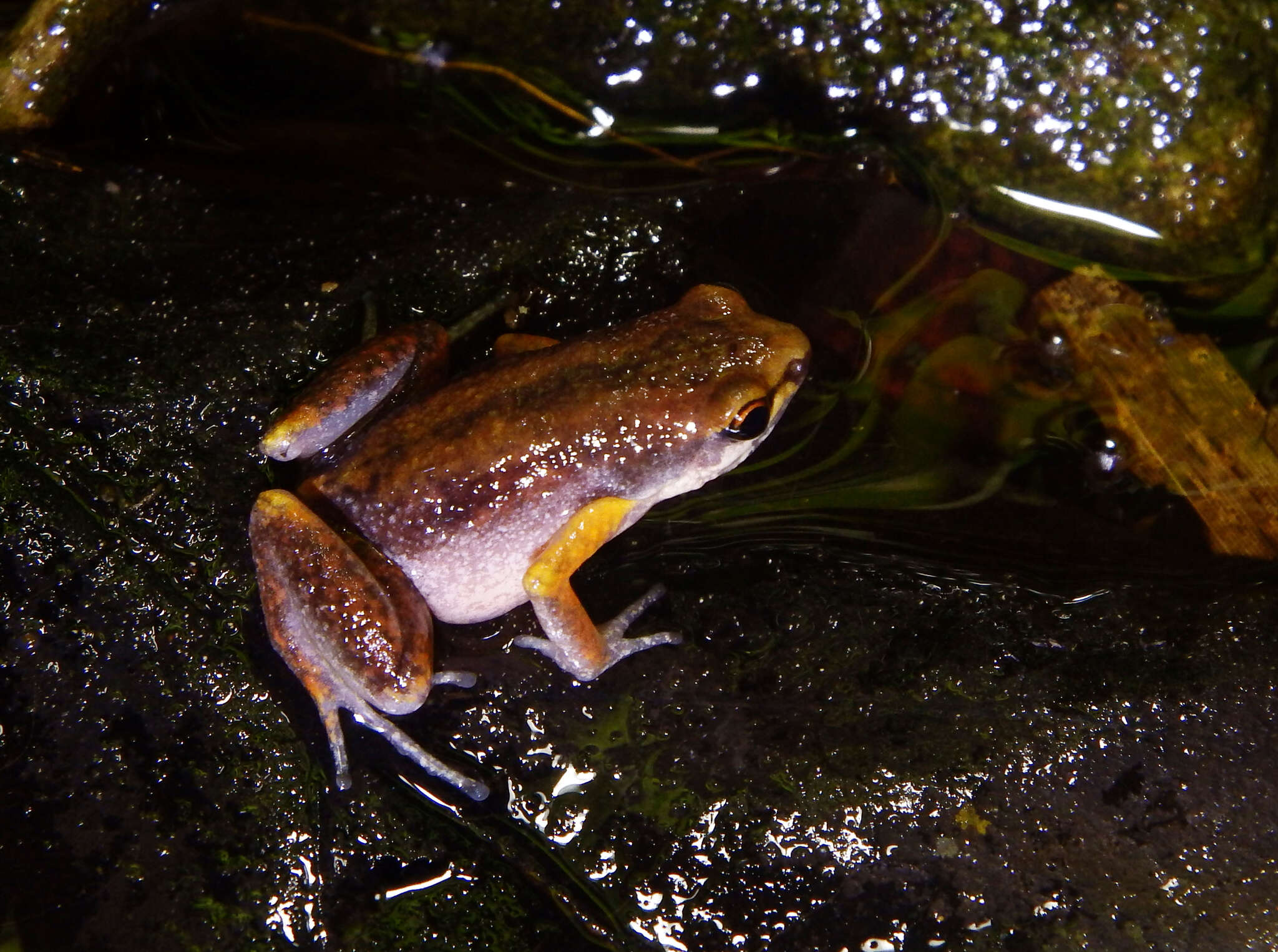 Image of Deli Little Pygmy Frog