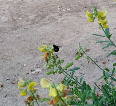 صورة Xylocopa cearensis Ducke 1911