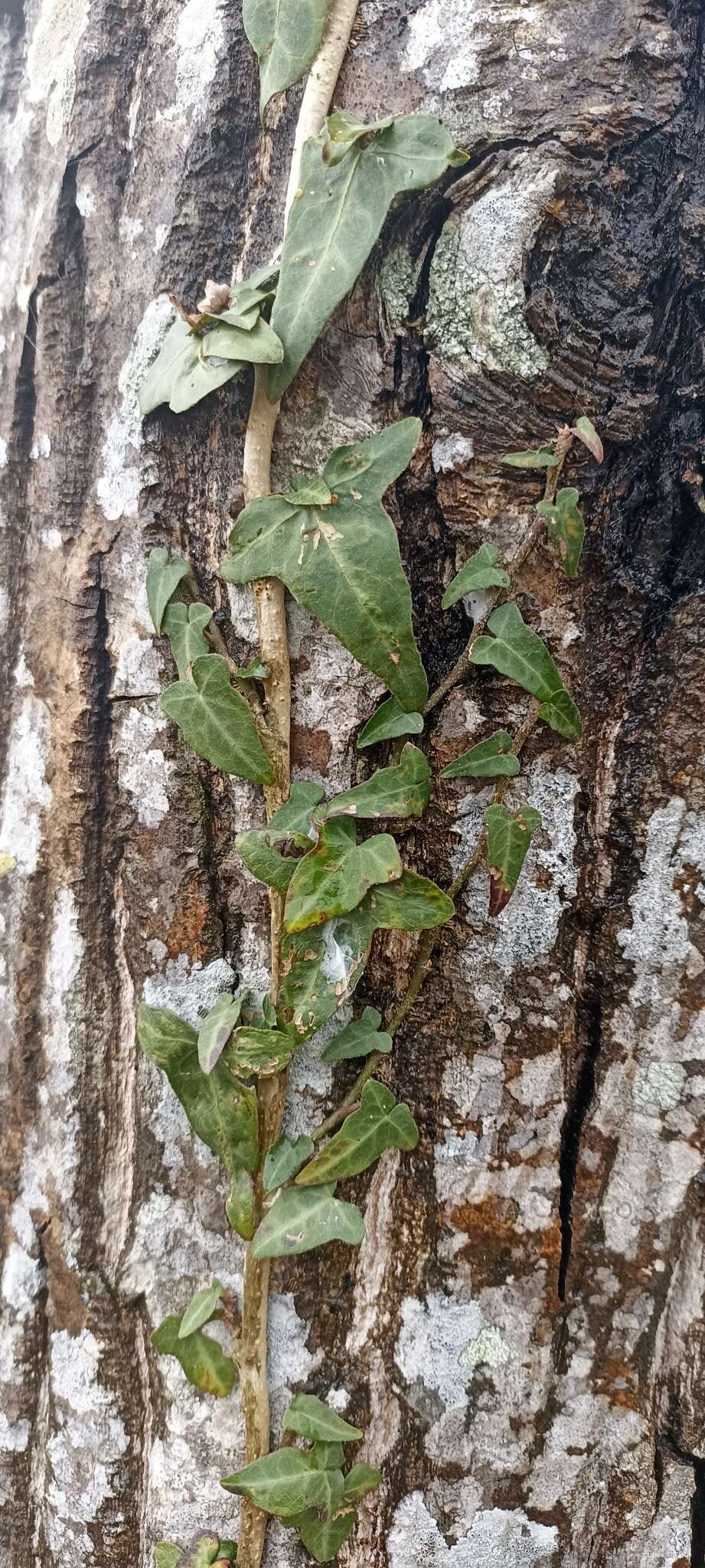 Hedera nepalensis K. Koch resmi