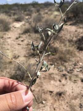 Image of American tarwort