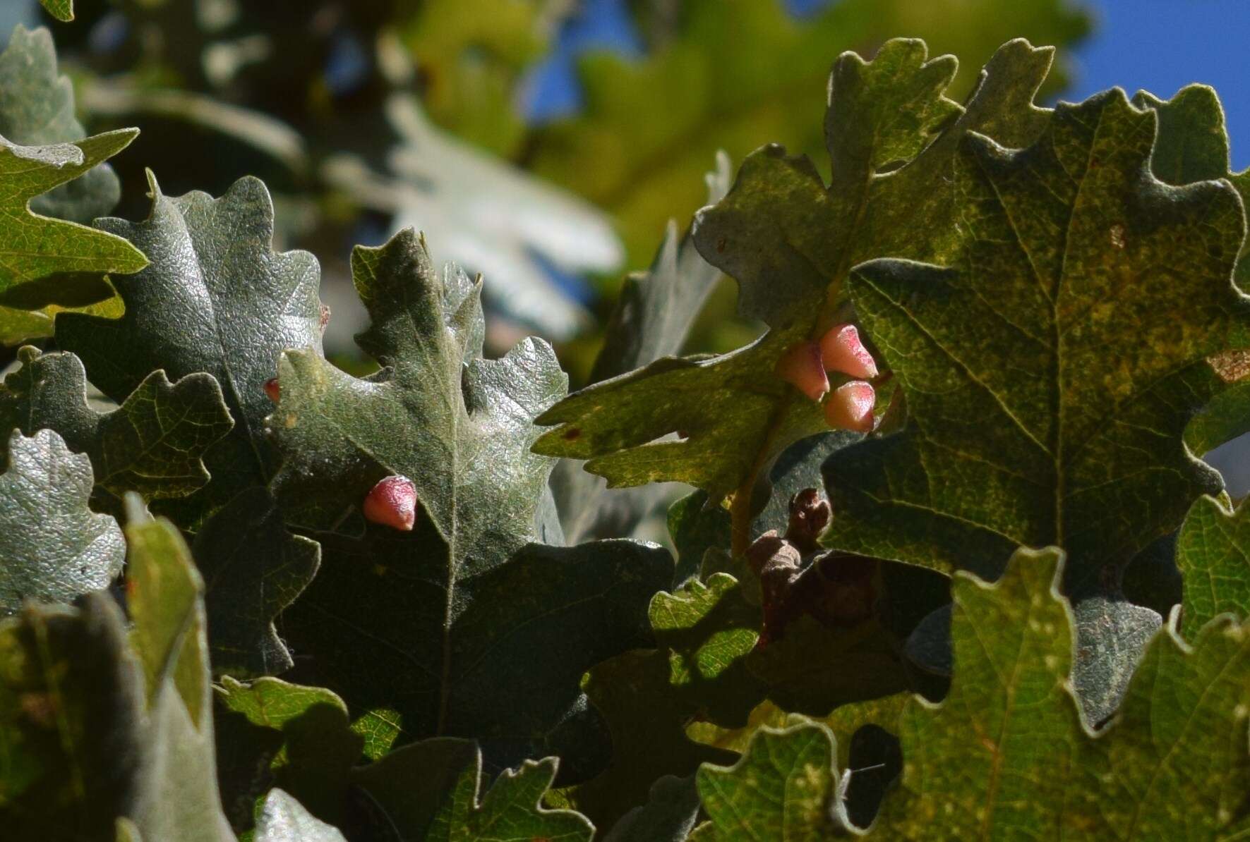 Image of Red Cone Gall Wasp