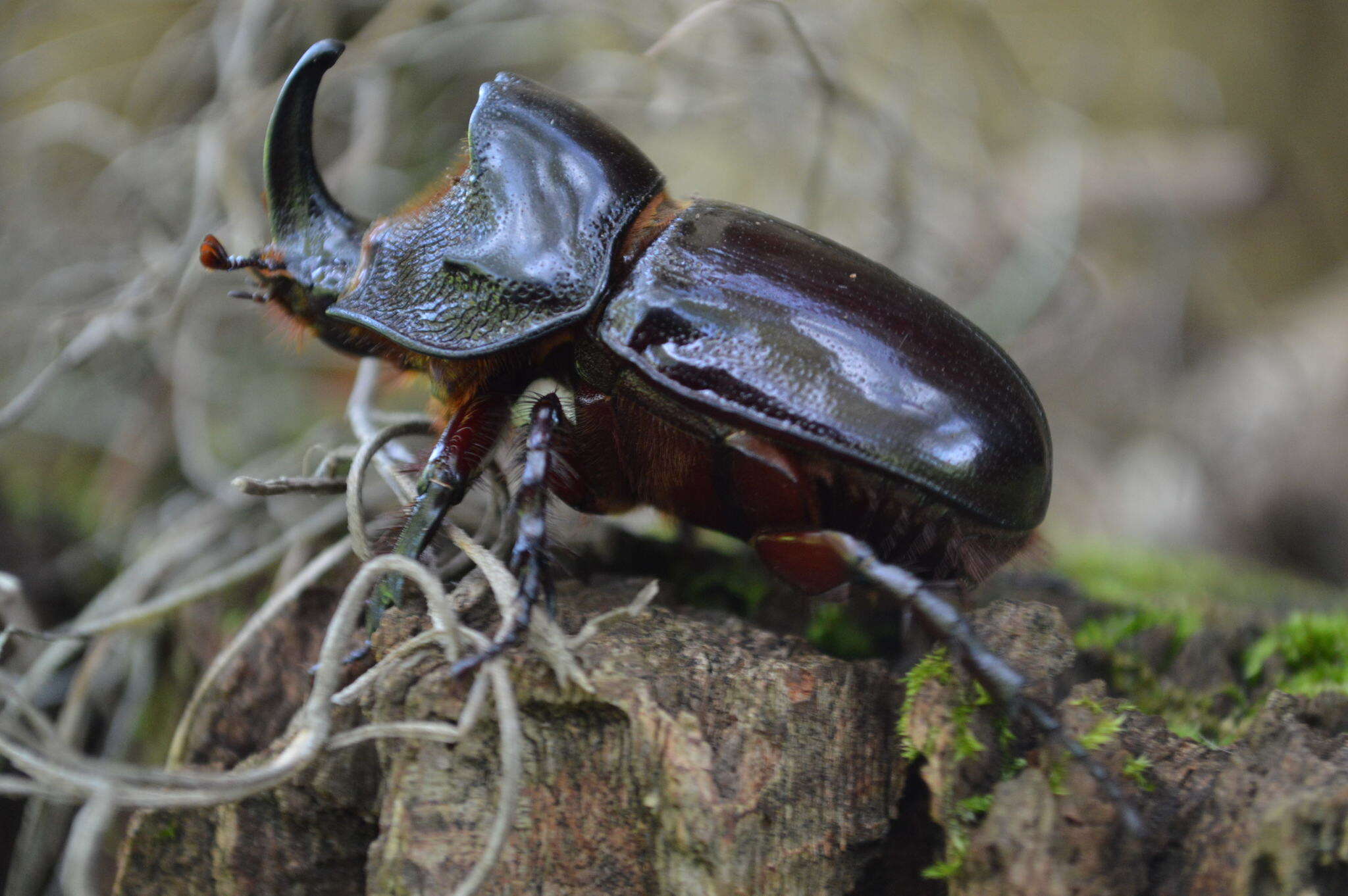 Imagem de Heterogomphus chevrolati Burmeister 1847