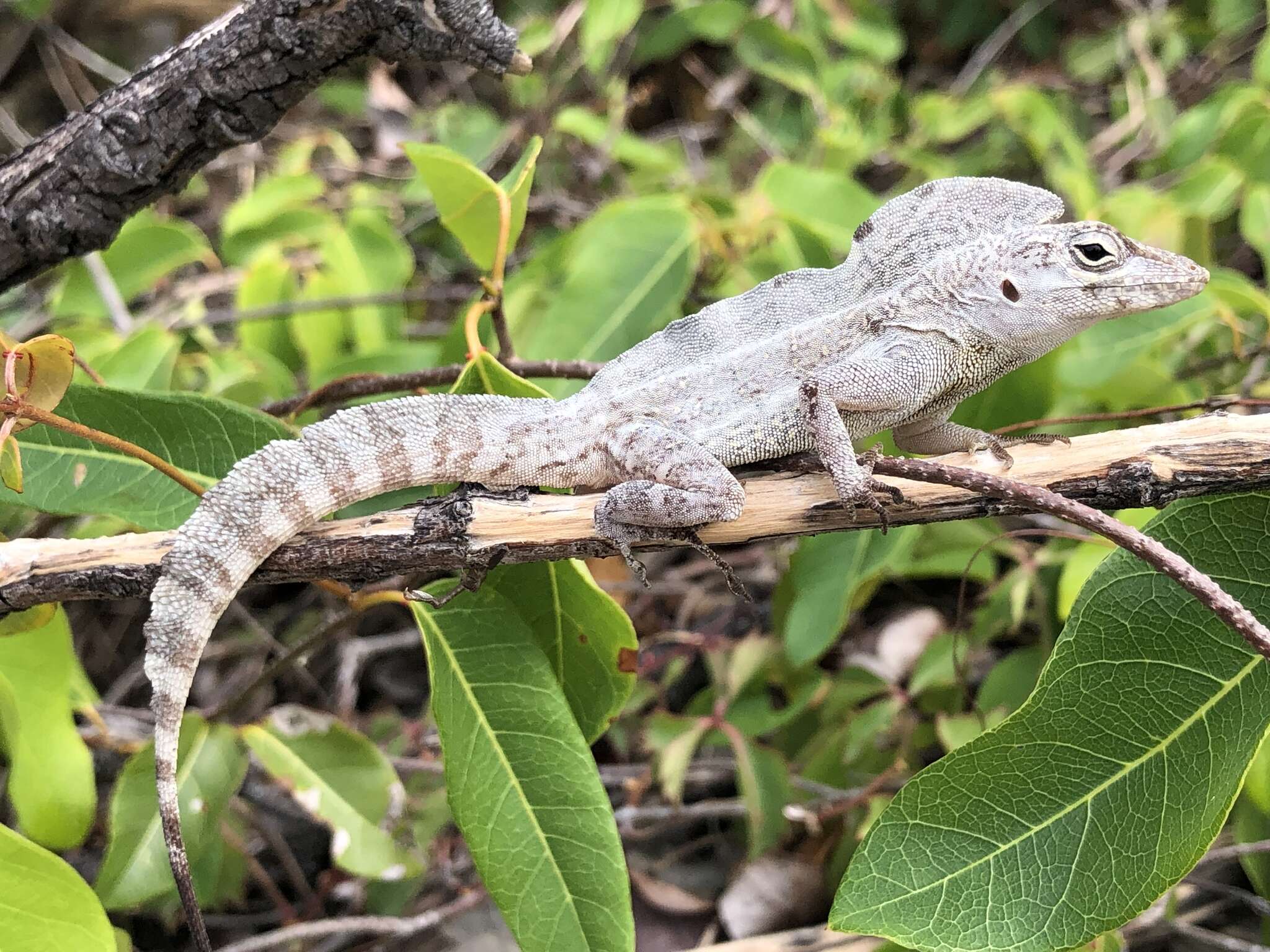 Image of Cook's Anole