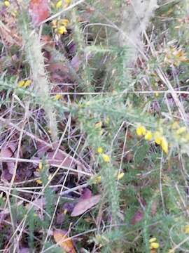 Image of Dwarf Gorse