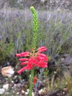 Image of Erica regia subsp. mariae (Guthrie & Bolus) E. G. H. Oliv. & I. M. Oliv.