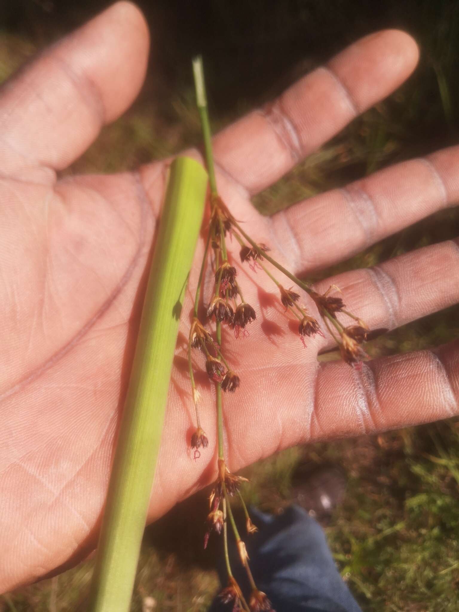 Image of Juncus lomatophyllus Spreng.