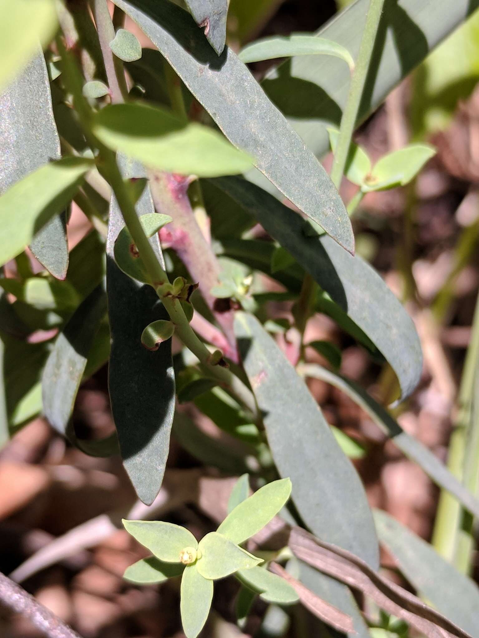 Image de Euphorbia brachycera Engelm.