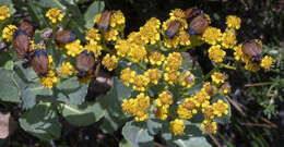 Imagem de Senecio halimifolius L.