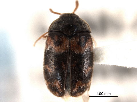 Image of Trogoderma