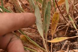 Plancia ëd Eriogonum brevicaule Nutt.