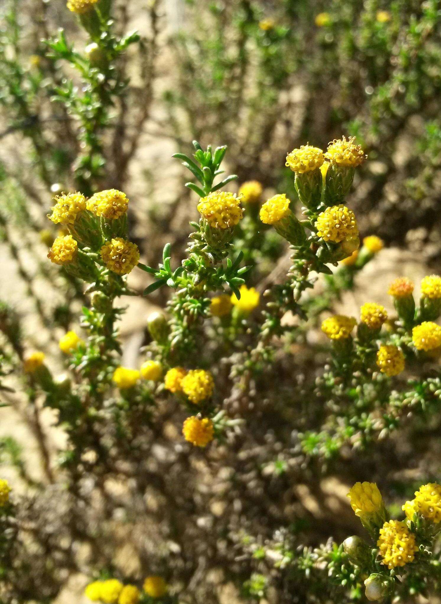 Imagem de Marasmodes spinosa S. Ortiz