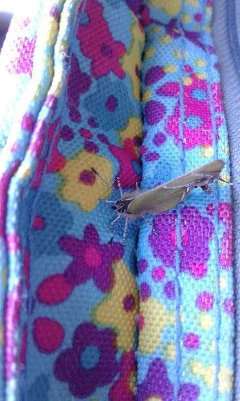 Image of Xami Hairstreak