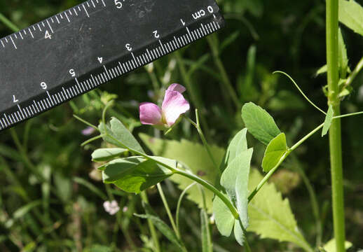 Image of wild pea