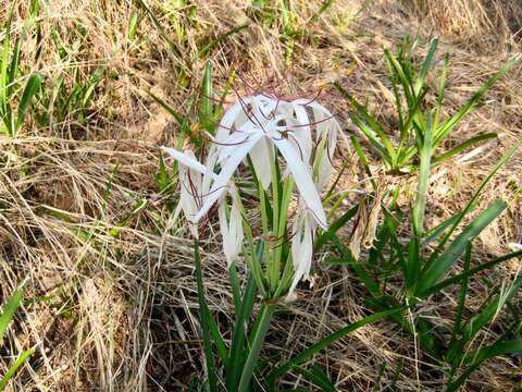 Image of Crinum firmifolium Baker