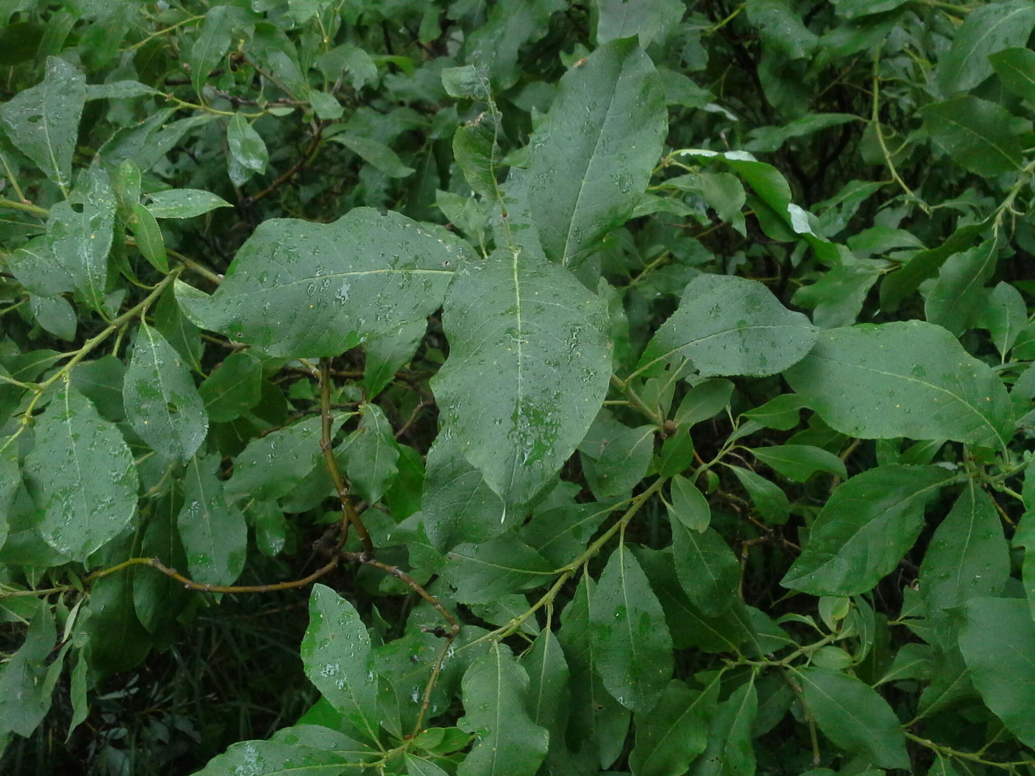 Image of halberd willow