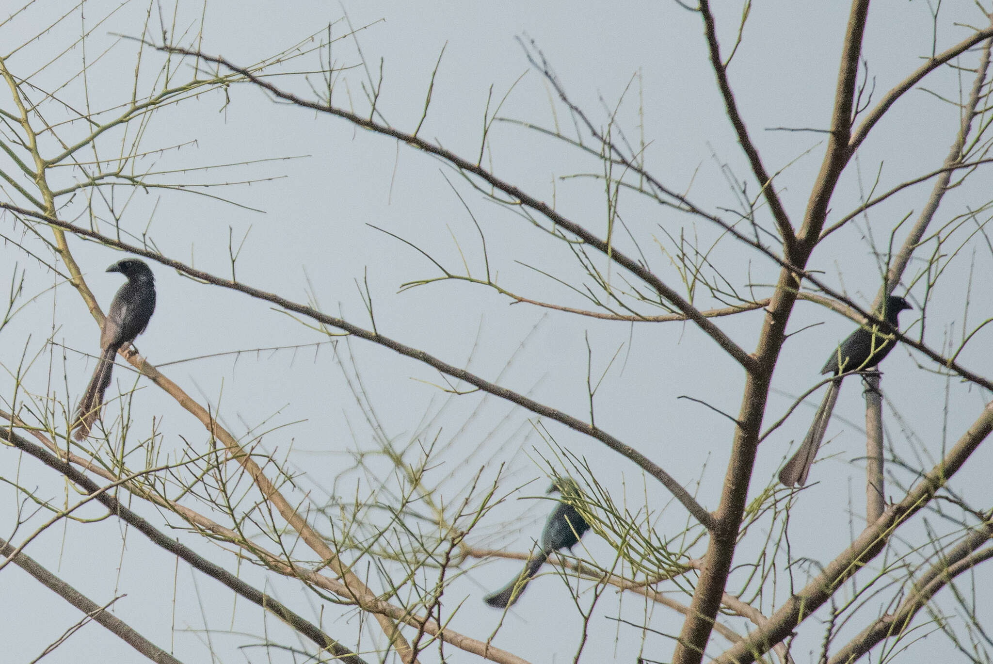 Image of Treepie