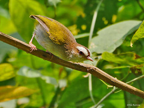 Image of White-browed Crombec