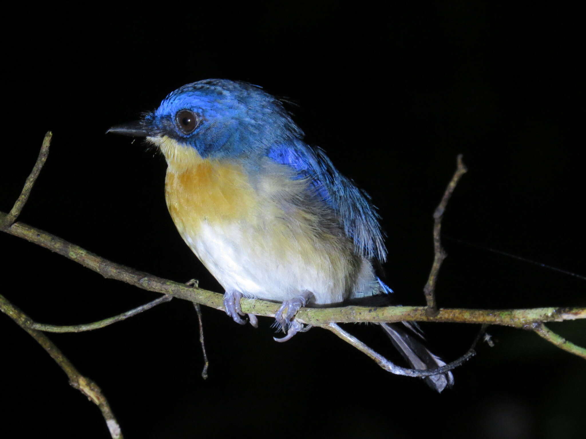 Image of Malaysian Blue Flycatcher