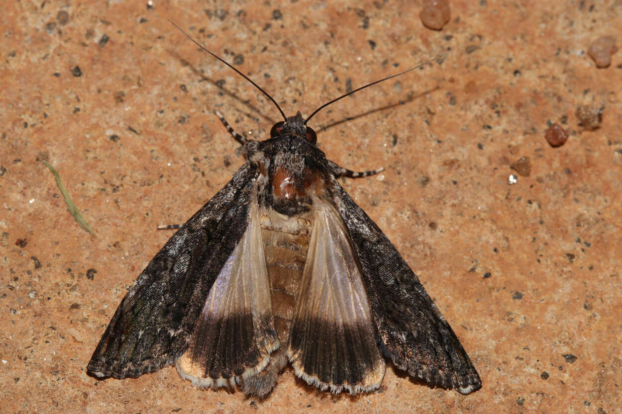 Слика од Ulotrichopus tinctipennis Hampson 1902