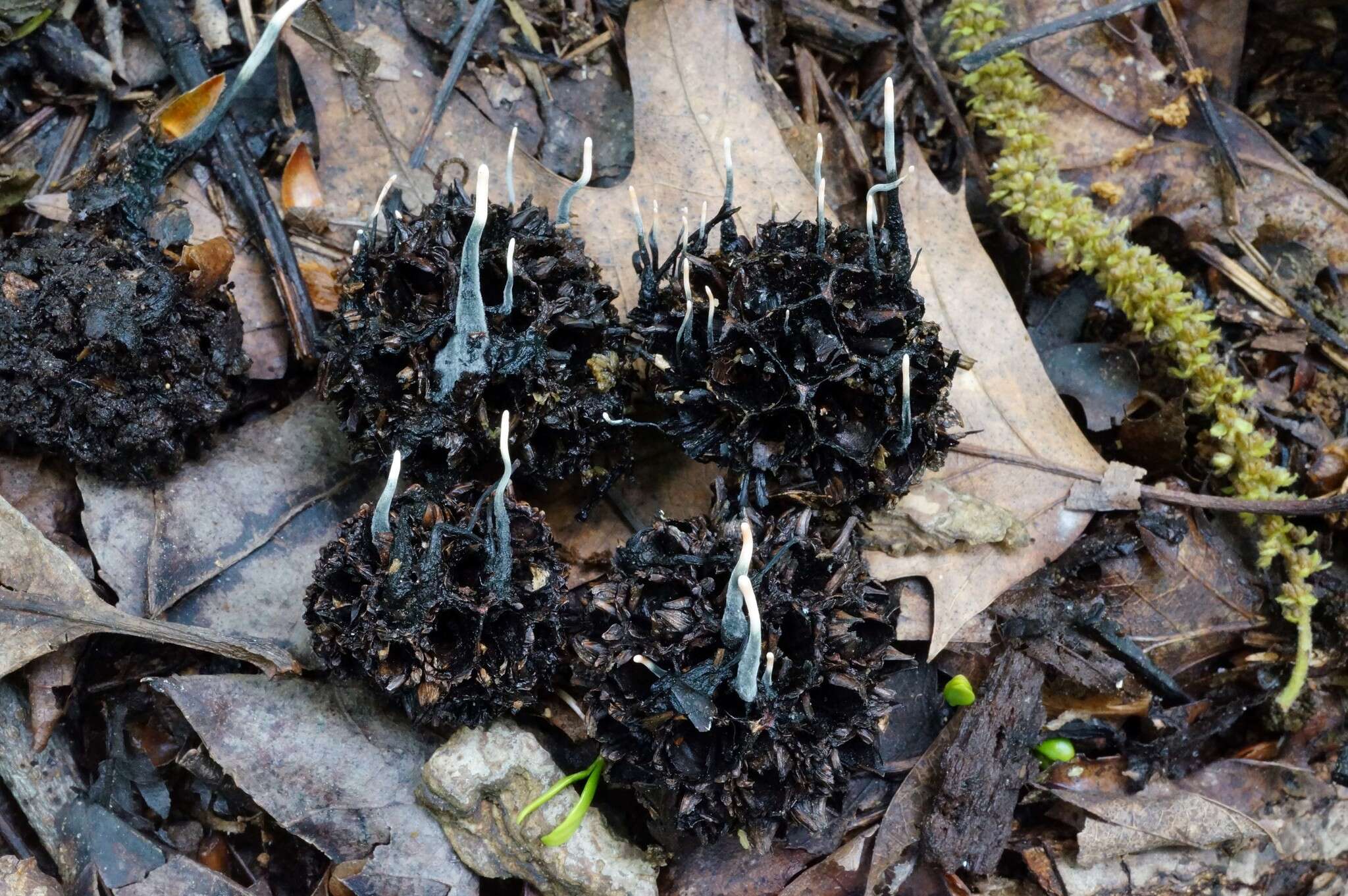 Imagem de Xylaria liquidambaris J. D. Rogers, Y. M. Ju & F. San Martín 2002