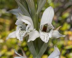 Plancia ëd Chloraea piquichen (Lam.) Lindl.