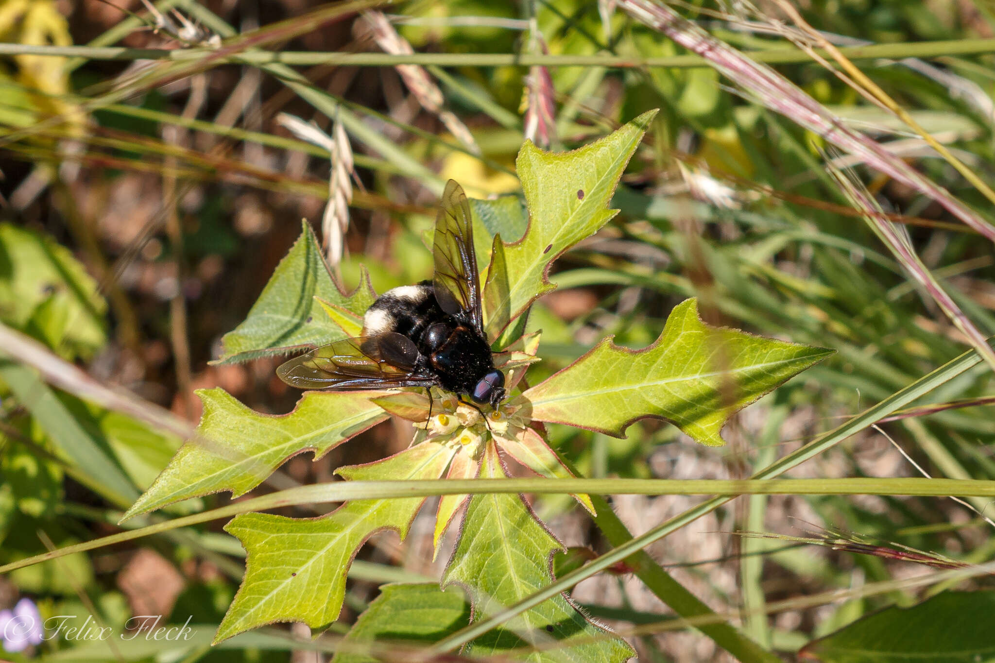 Image of Bryodemina