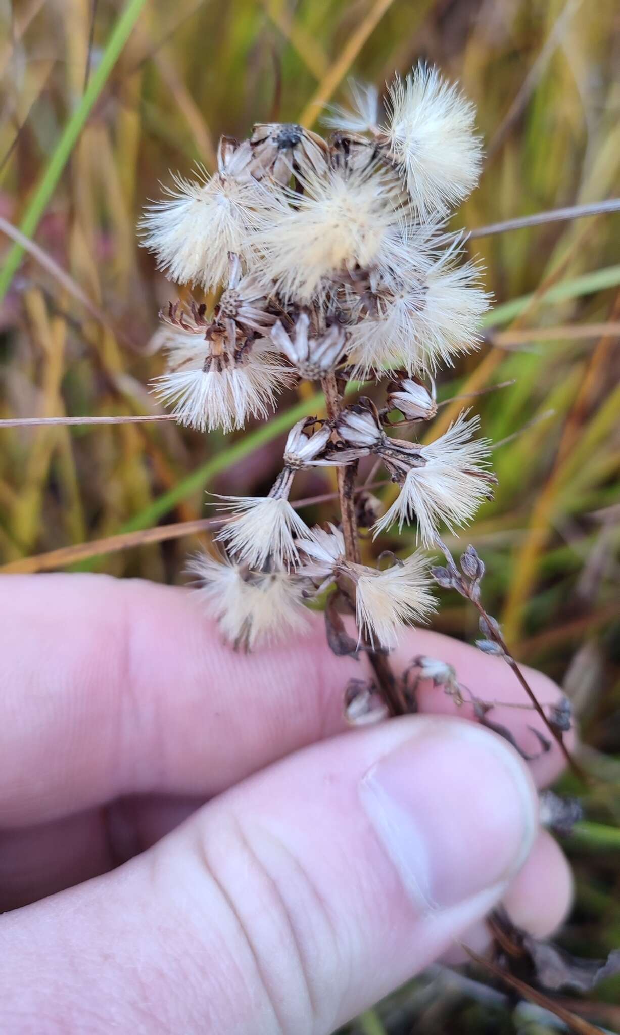 Image de Solidago virgaurea subsp. lapponica (With.) N. N. Tzvel.