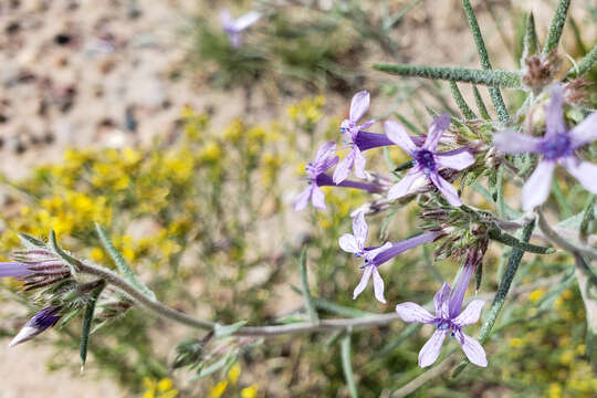 Image of manyflowered ipomopsis