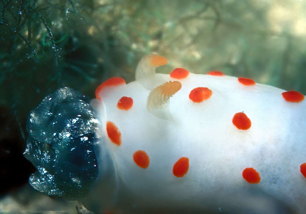 Image of Red spotted transluscent slug