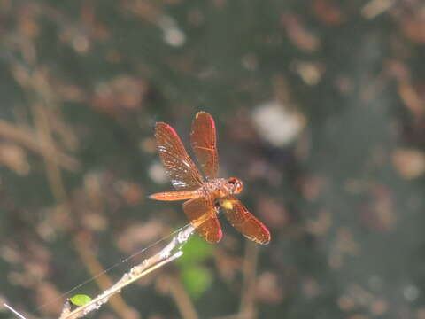 Image of Slough Amberwing