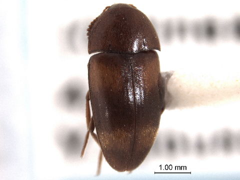 Image of Eustrophinae