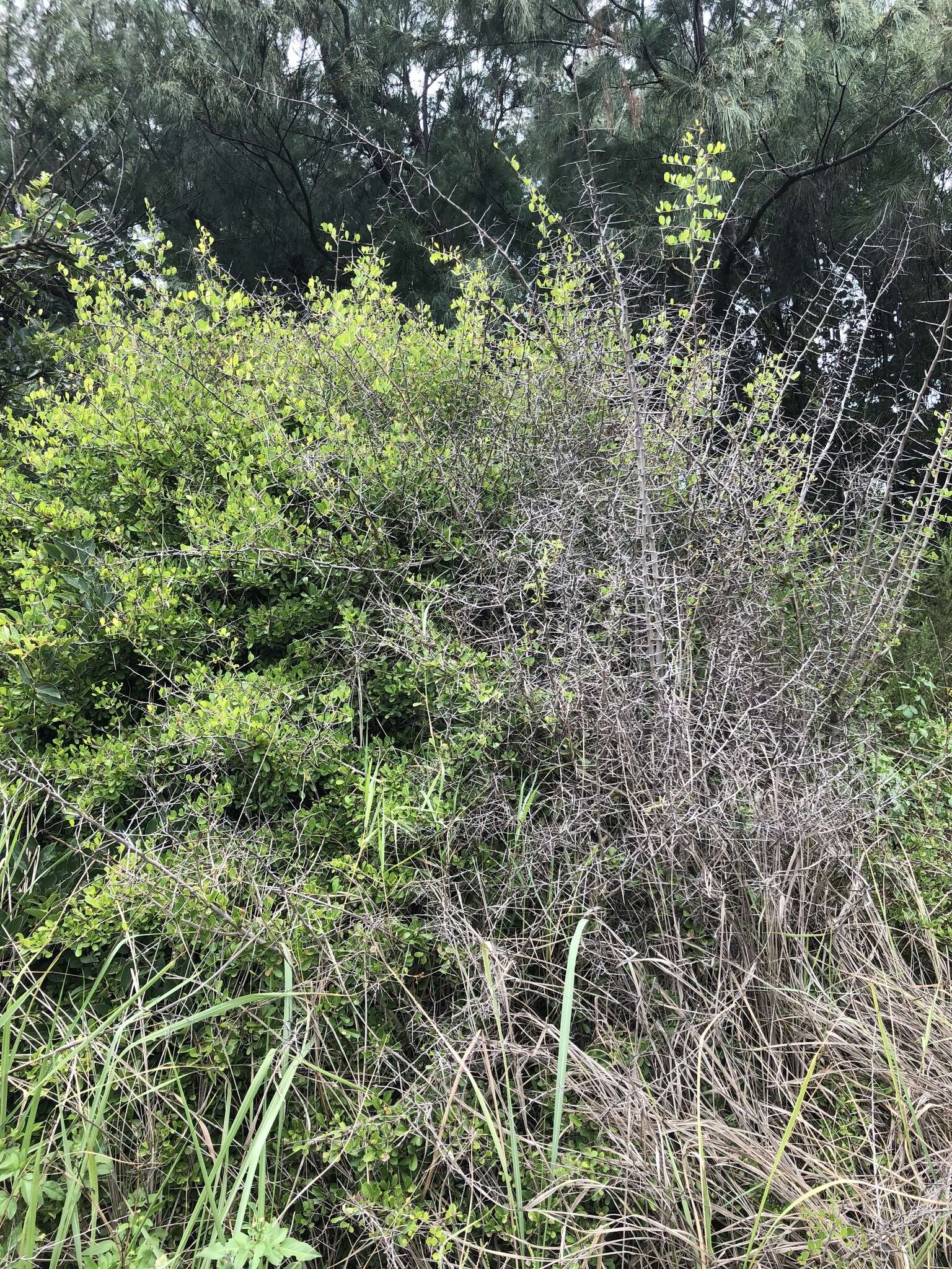 Image of Gymnosporia diversifolia Maxim.