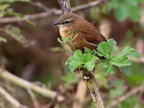 Image of Bracken Warbler