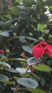 Image of red mussaenda