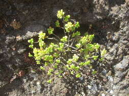 Image of Aeonium lindleyi subsp. viscatum (Bolle) Bañares