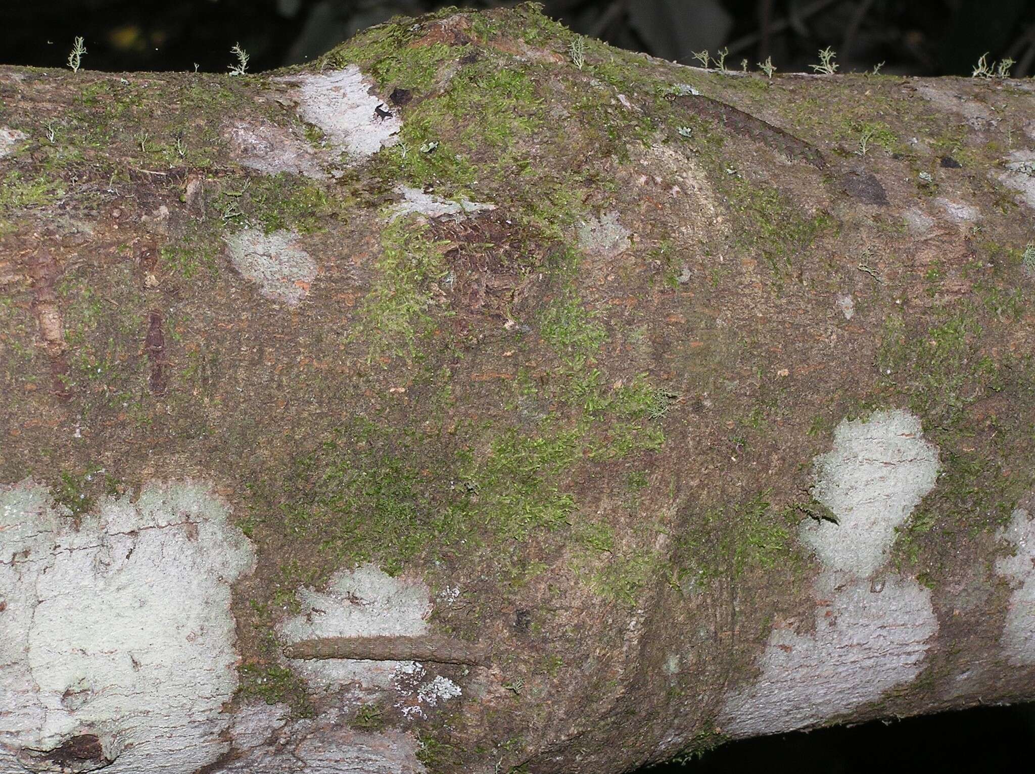 Image of forest semilooper
